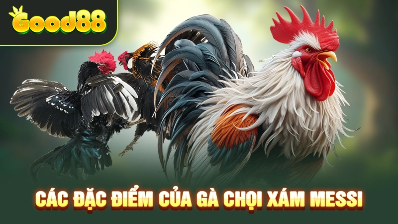 Các đặc điểm của gà chọi Xám Messi