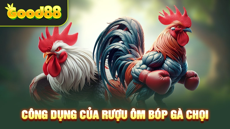Công dụng của rượu ôm bóp gà chọi