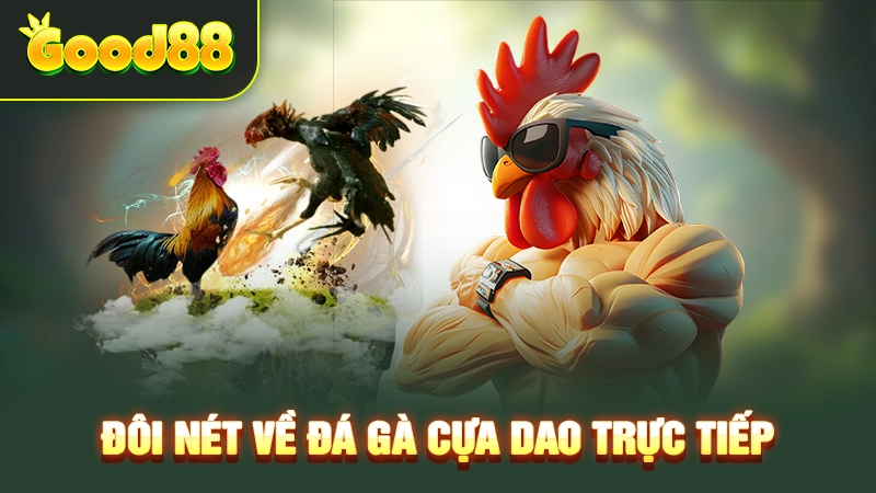 Đá Gà Cựa Dao Trực Tiếp - Học Chiến Thuật Hay Cùng Top Pro 2 Tìm hiểu bộ môn đá gà cựa dao trực tiếp