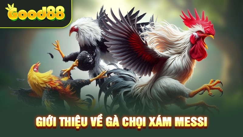 Giới thiệu về gà chọi Xám Messi 