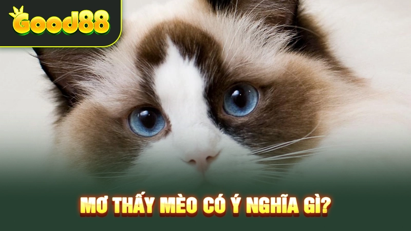 Mơ thấy mèo có ý nghĩa gì? 