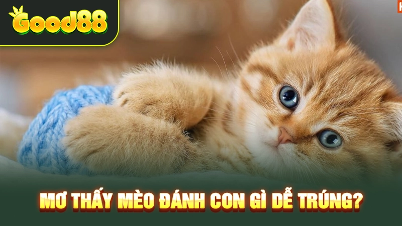 Mơ thấy mèo đánh con gì dễ trúng? 
