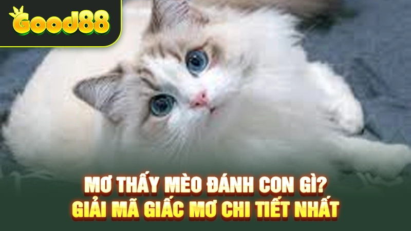 mo thay meo danh con gi giai ma giac mo chi tiet nhat