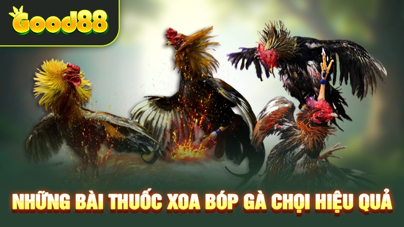 Những bài thuốc xoa bóp gà chọi hiệu quả 